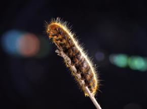 Dermatite da processionaria 